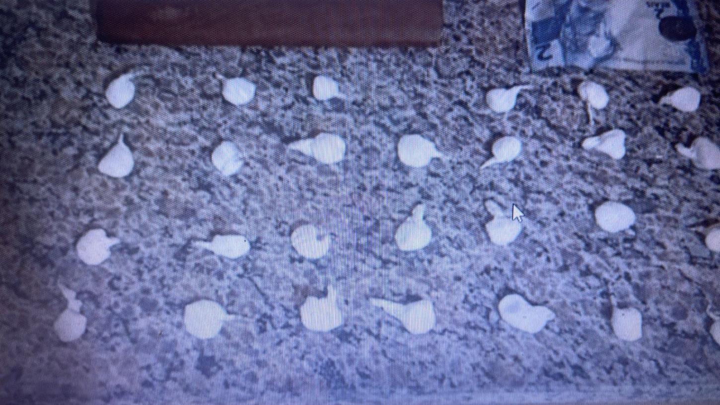 Em Mallet, homem é preso por trafico de drogas