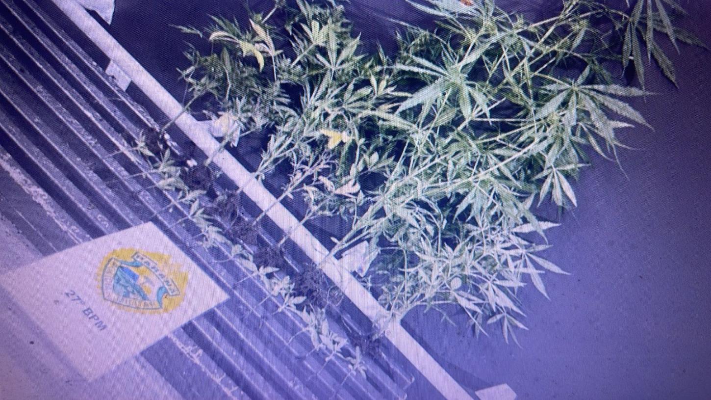 Operação Policial Desmantela Plantação de Droga em General carneiro