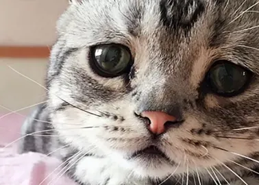 Choque em Mallet: Gato é Morto a Tiros por Vizinho