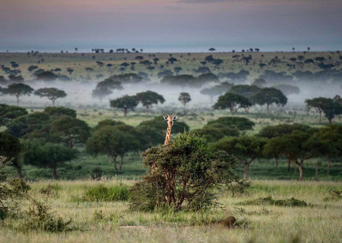 Posse Irregular de Arma de Fogo e Caça Ilegal em Paulo Frontin