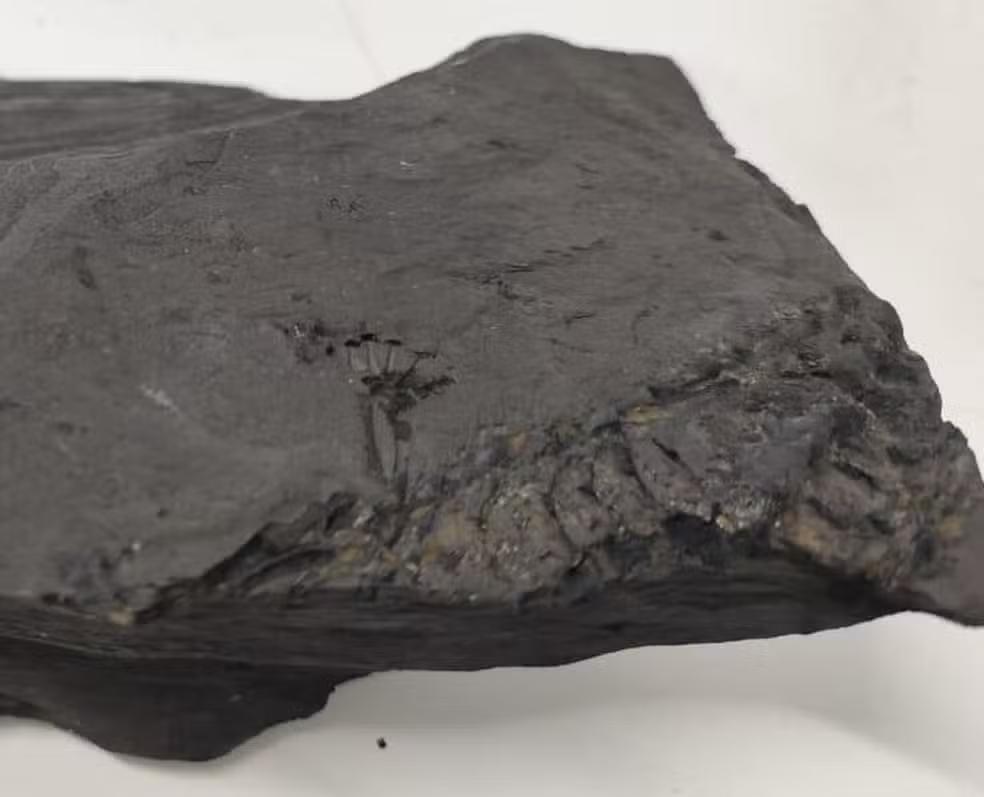 Obras do viaduto em Irati são paralisadas após achado histórico de fósseis com 280 milhões de anos