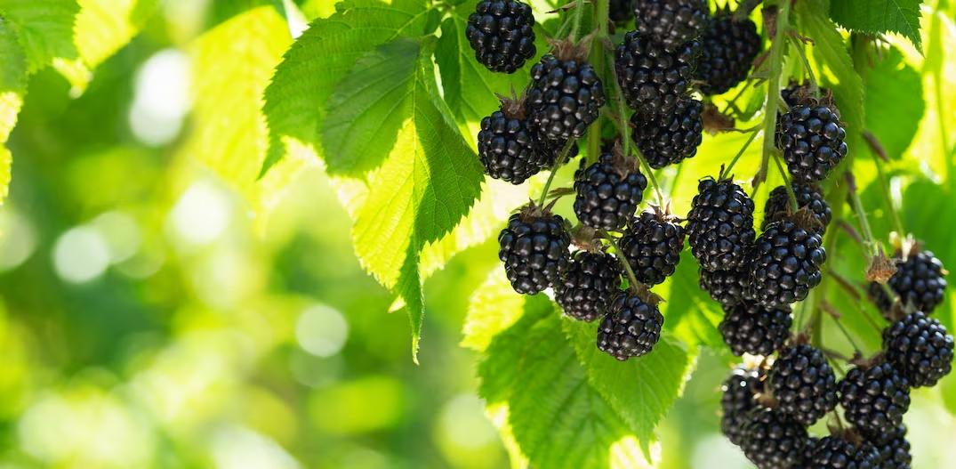 Rota das Amoras promete encantar Paulo Frontin com trilhas, sabores e tradição local