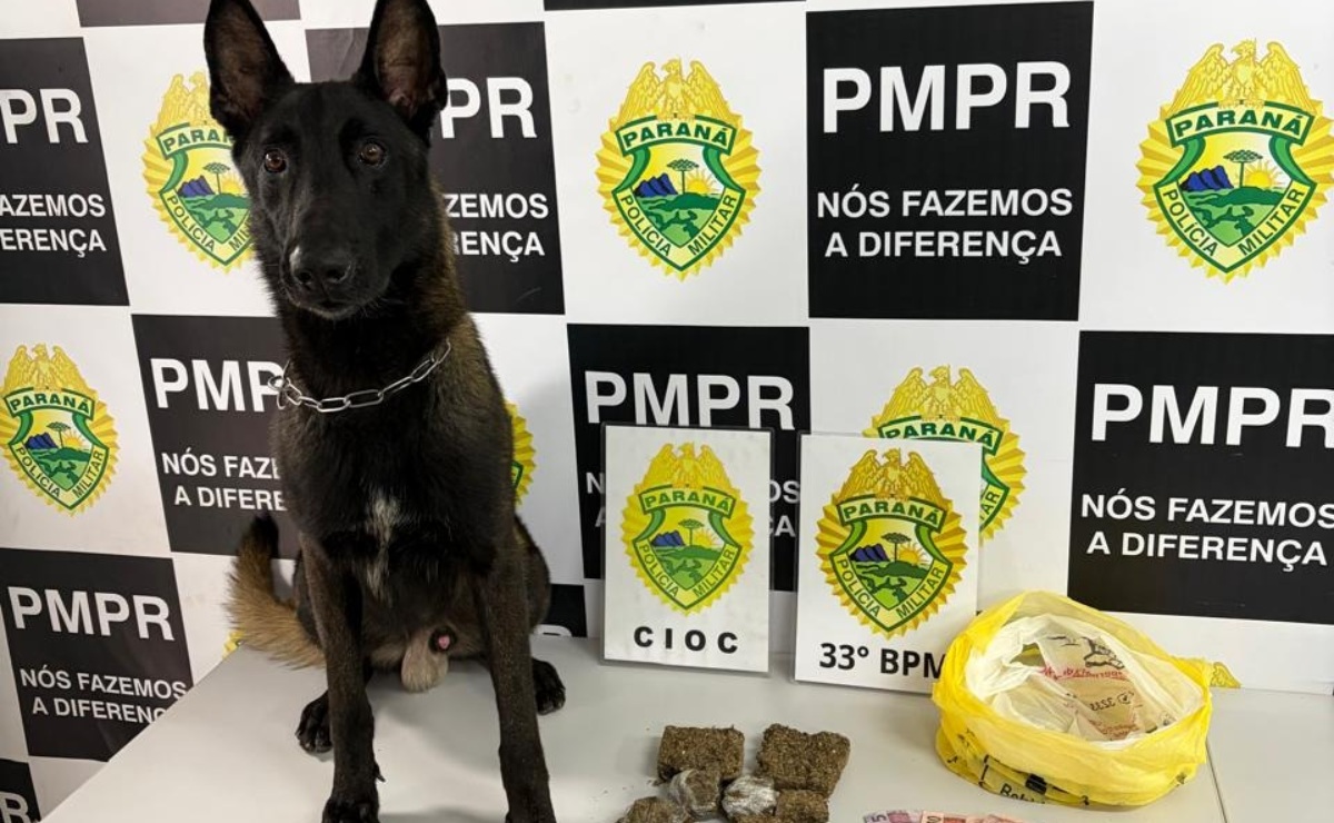 Polícia Militar combate tráfico de drogas com ajuda de cão farejador em Curitiba