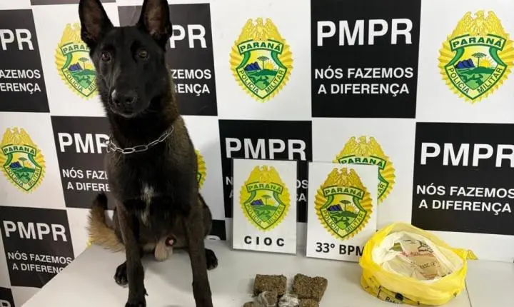 Polícia Militar combate tráfico de drogas com ajuda de cão farejador em Curitiba