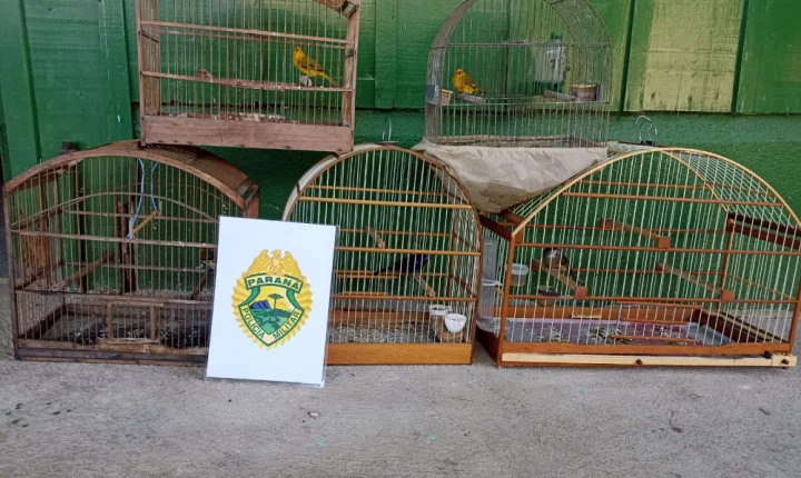 Polícia ambiental resgata aves silvestres em São Mateus do Sul