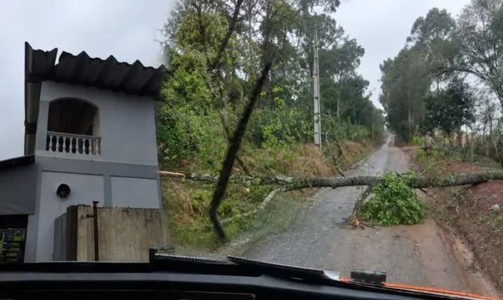 Vendaval em Mallet causa queda de árvores, destelhamentos e blecautes
